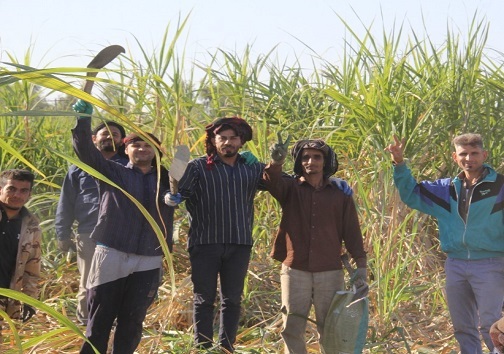 نیشکر هفت‌تپه در خط پایانی یک ماراتن سنگین