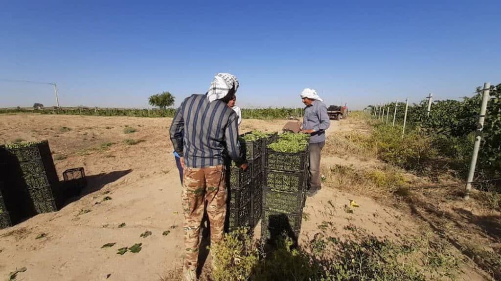 آغاز برداشت انگور در تاکستان شرکت کشت و صنعت نیشکر هفت‌تپه 