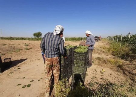 آغاز برداشت انگور در تاکستان شرکت کشت و صنعت نیشکر هفت‌تپه 