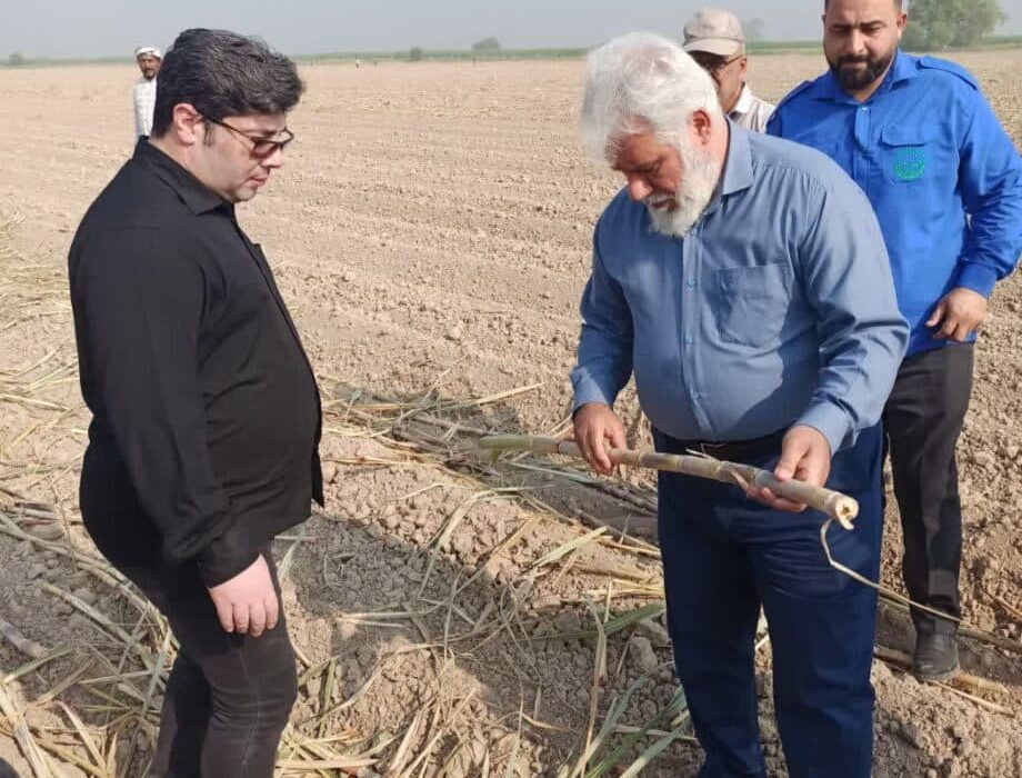 آغاز کشت هزار و ۵۰۰ هکتاری در شرکت نیشکر هفت‌تپه با حضور مدیرعامل
